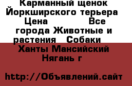Карманный щенок Йоркширского терьера › Цена ­ 30 000 - Все города Животные и растения » Собаки   . Ханты-Мансийский,Нягань г.